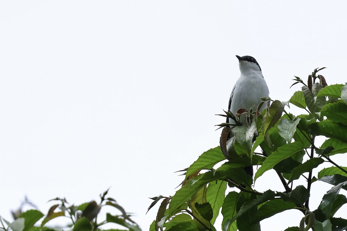 White-shouldered Triller - ML620743152