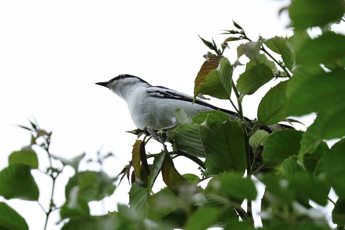 White-shouldered Triller - ML620743155