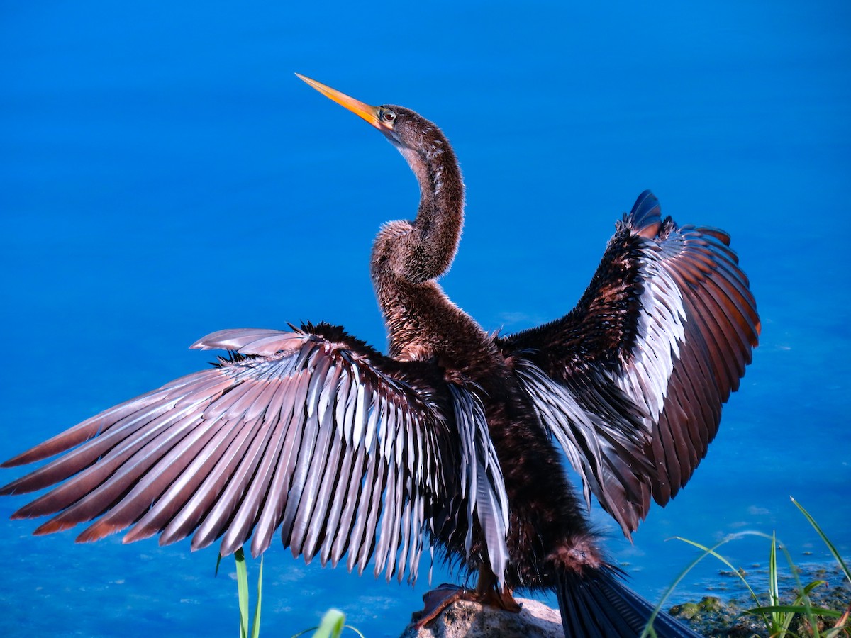 Anhinga Americana - ML620743157