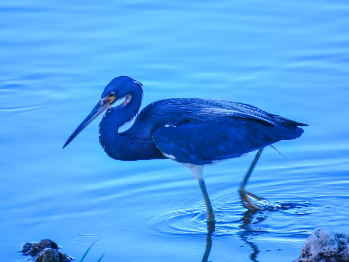 Tricolored Heron - ML620743158