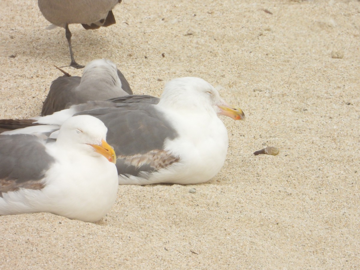 Gaviota Californiana - ML620743159