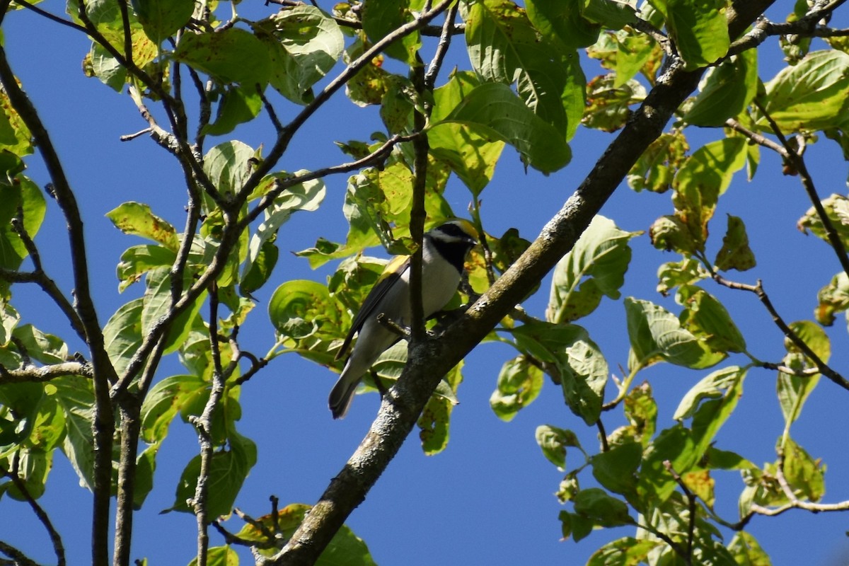 Golden-winged Warbler - ML620743160