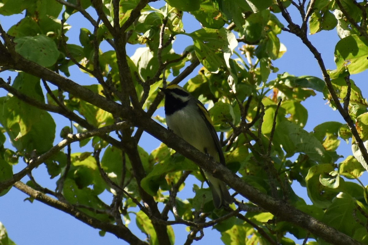 Goldflügel-Waldsänger - ML620743161