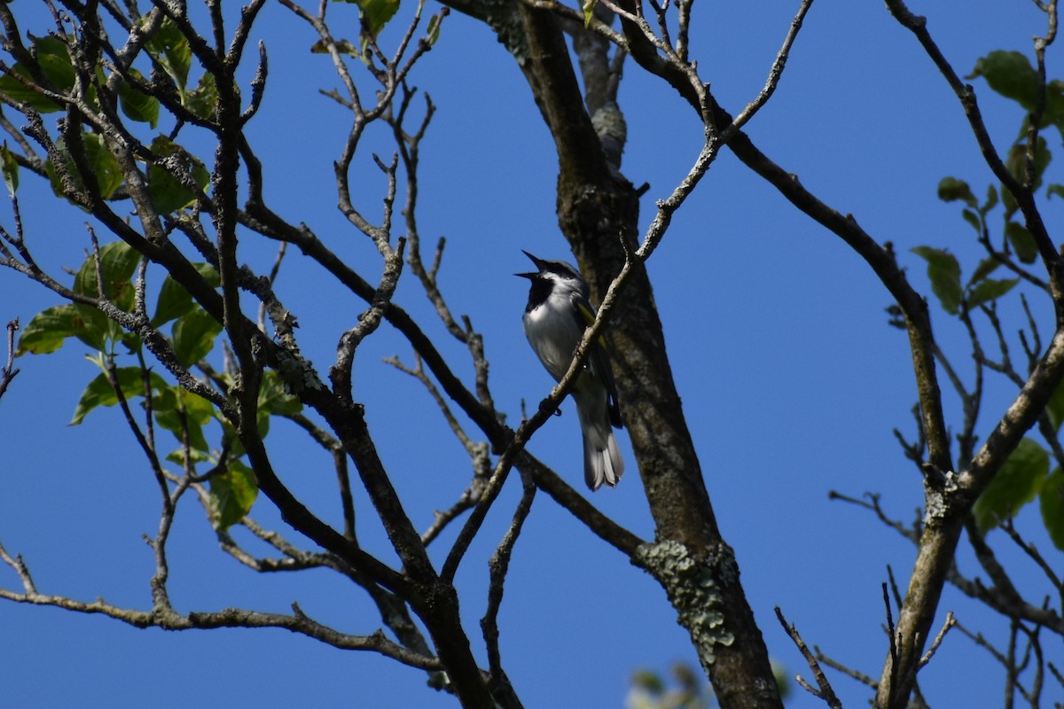 Goldflügel-Waldsänger - ML620743162