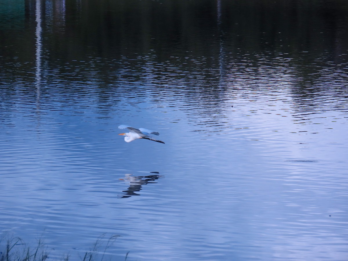 Great Egret - ML620743170