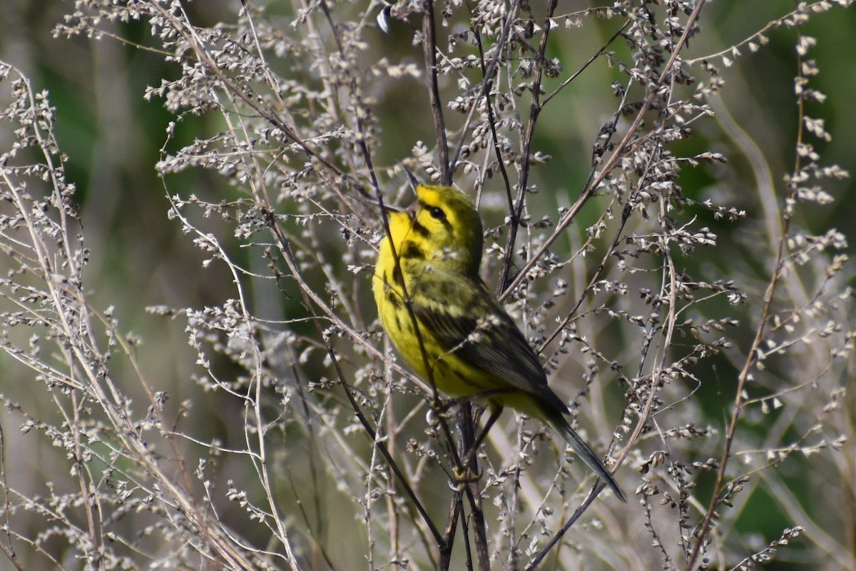 Prairie Warbler - ML620743173