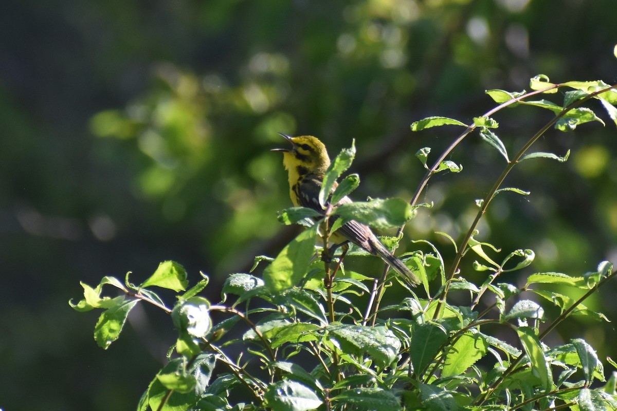 Prairie Warbler - ML620743174