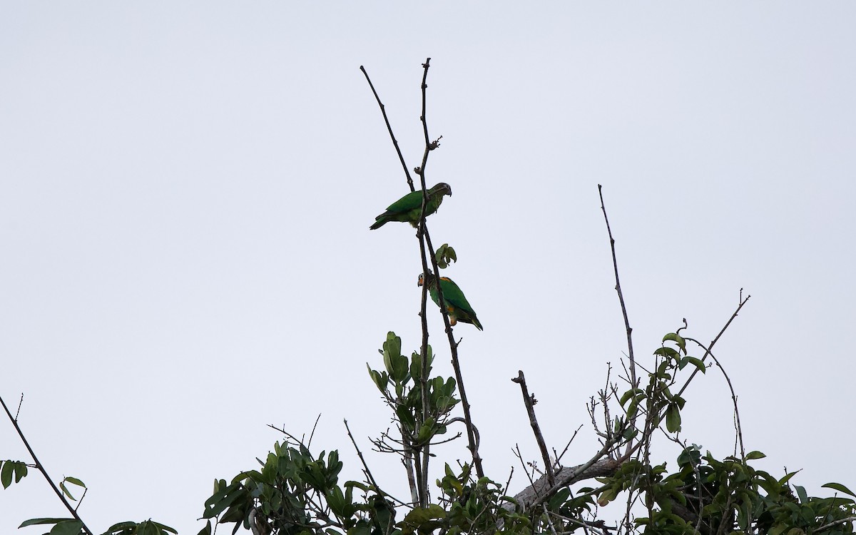 Orange-cheeked Parrot - ML620743176