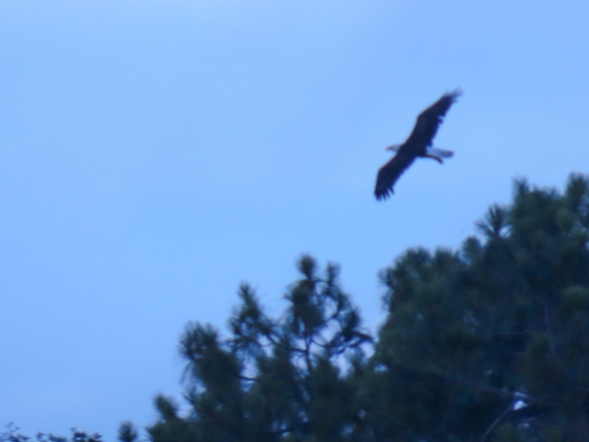 Bald Eagle - ML620743177