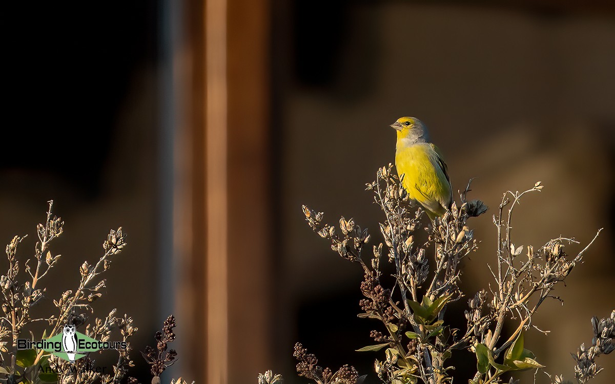 Citril Finch - ML620743178