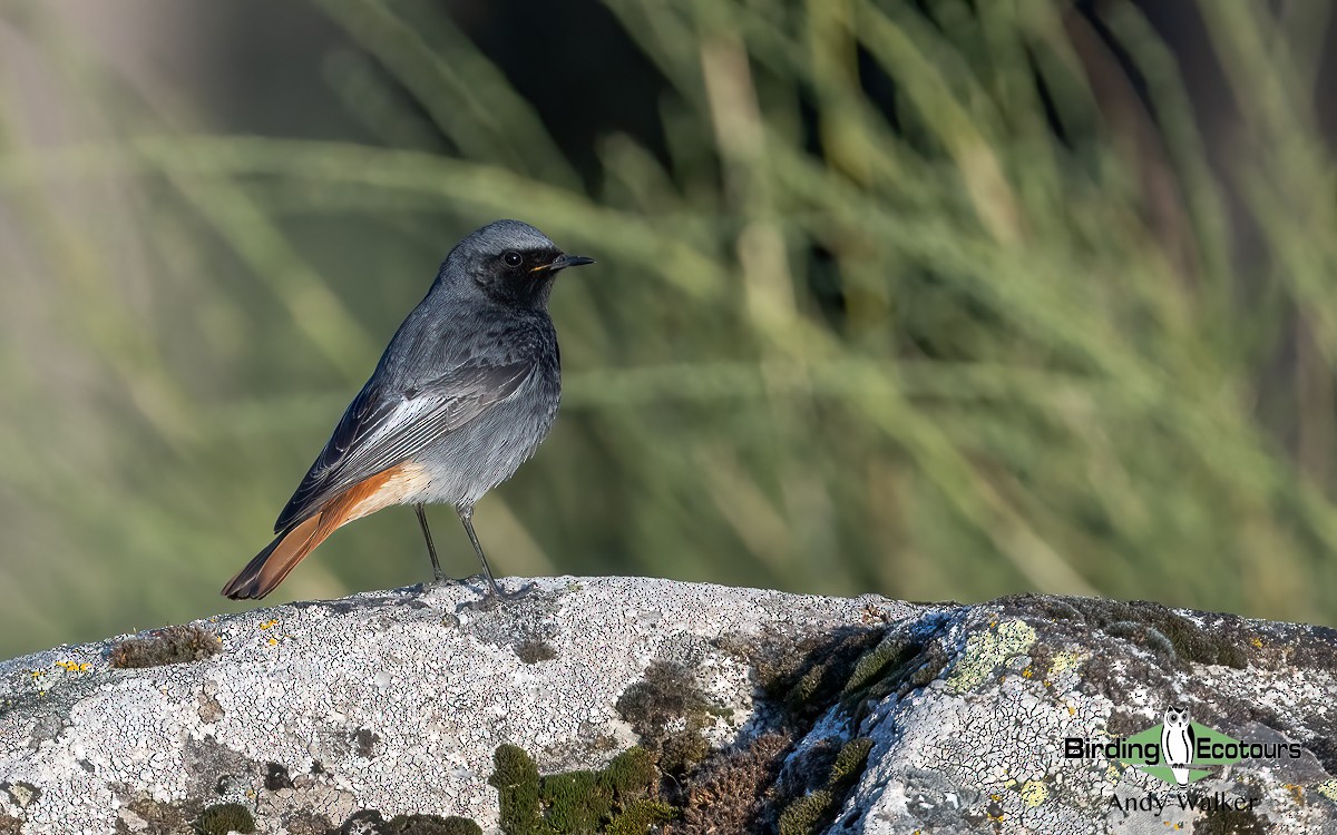 Black Redstart - ML620743181