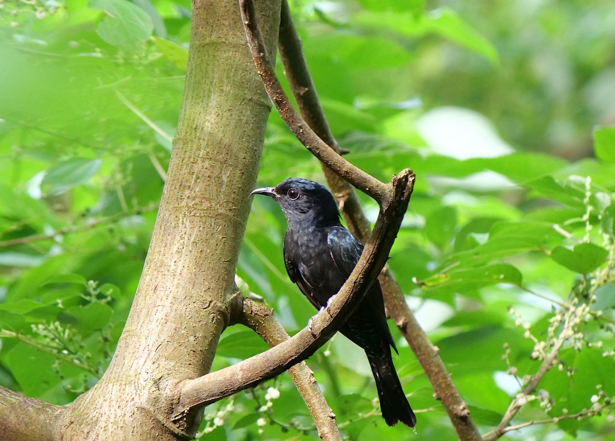 Square-tailed Drongo-Cuckoo - ML620743185