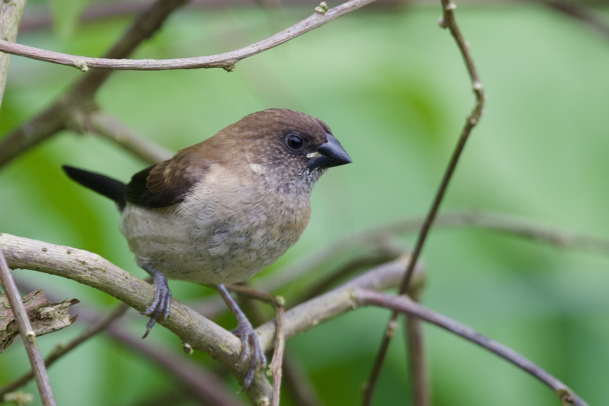 Scaly-breasted Munia - Anonymous