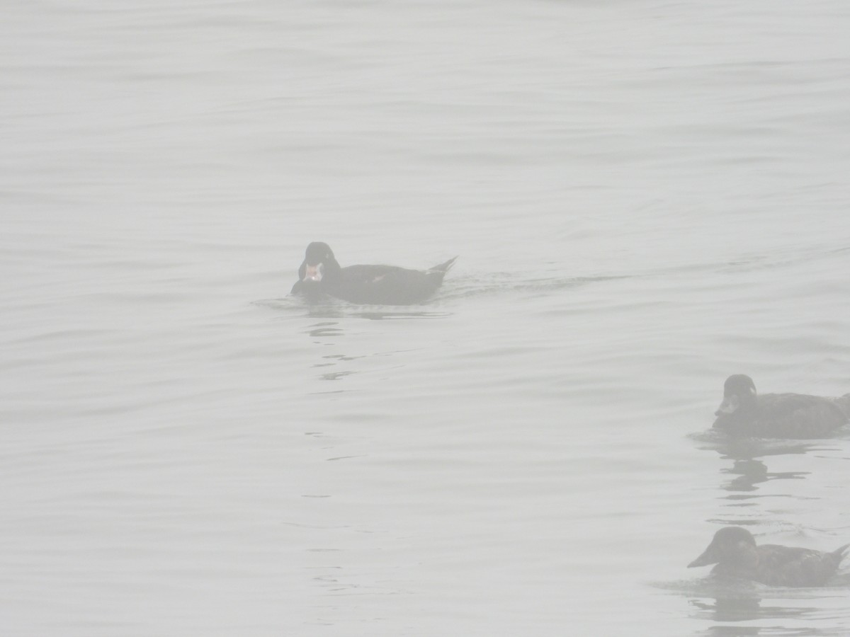 Surf Scoter - Bill Holland