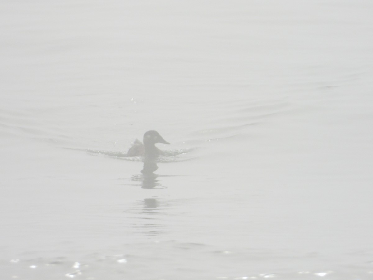 Surf Scoter - ML620743199