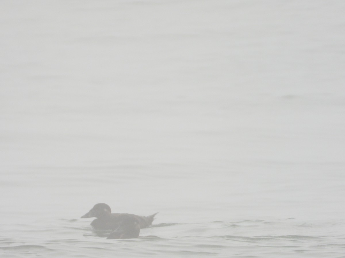 Surf Scoter - ML620743202