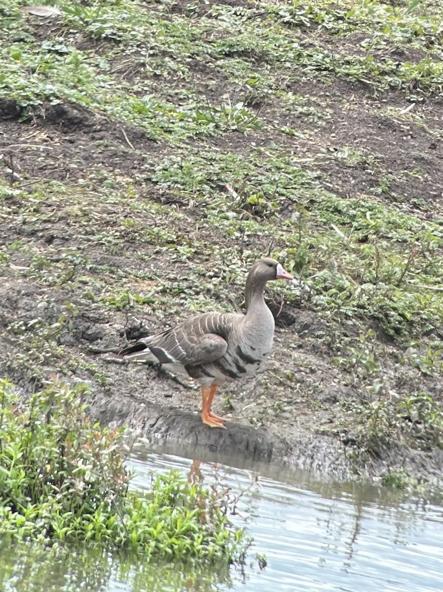 Greater White-fronted Goose - ML620743204