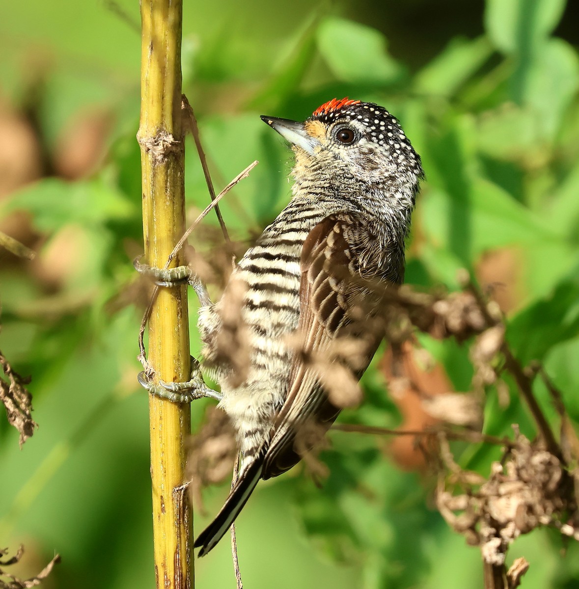 White-barred Piculet - ML620743205