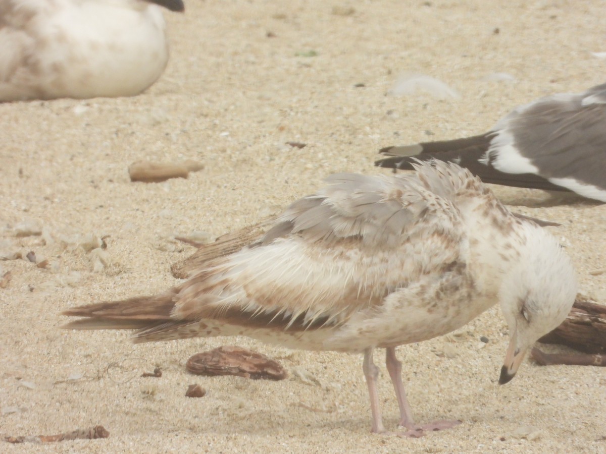 Gaviota Californiana - ML620743206