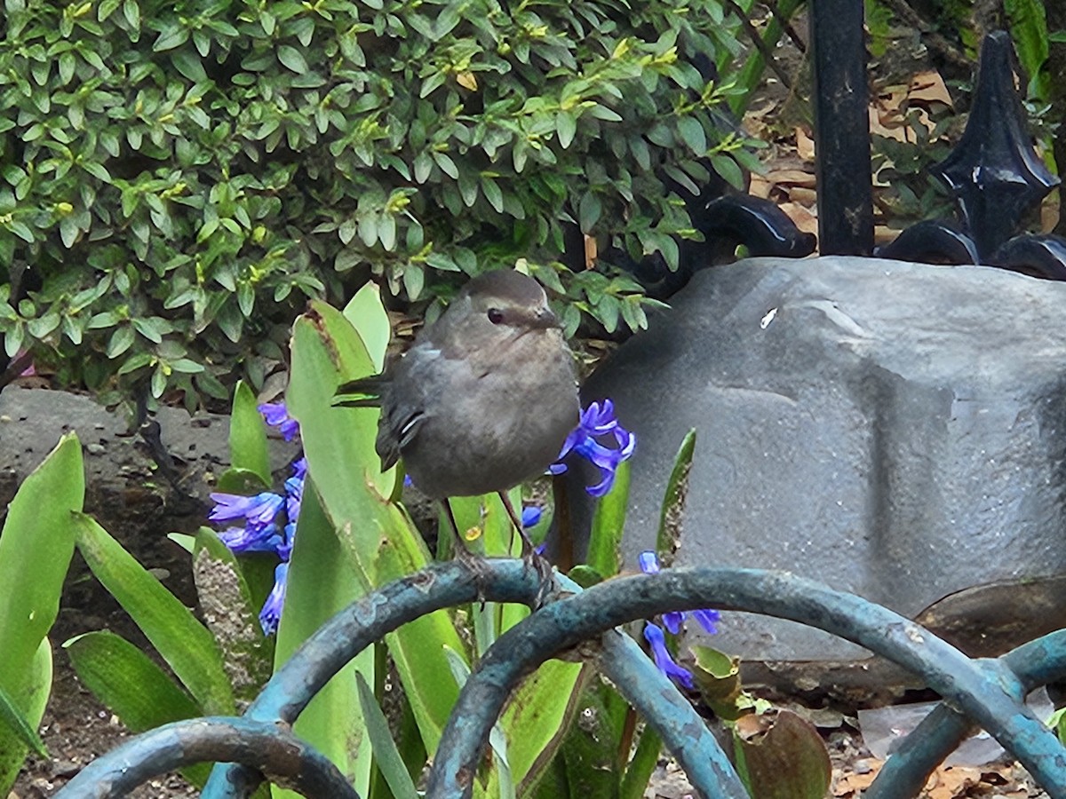 Gray Catbird - ML620743208