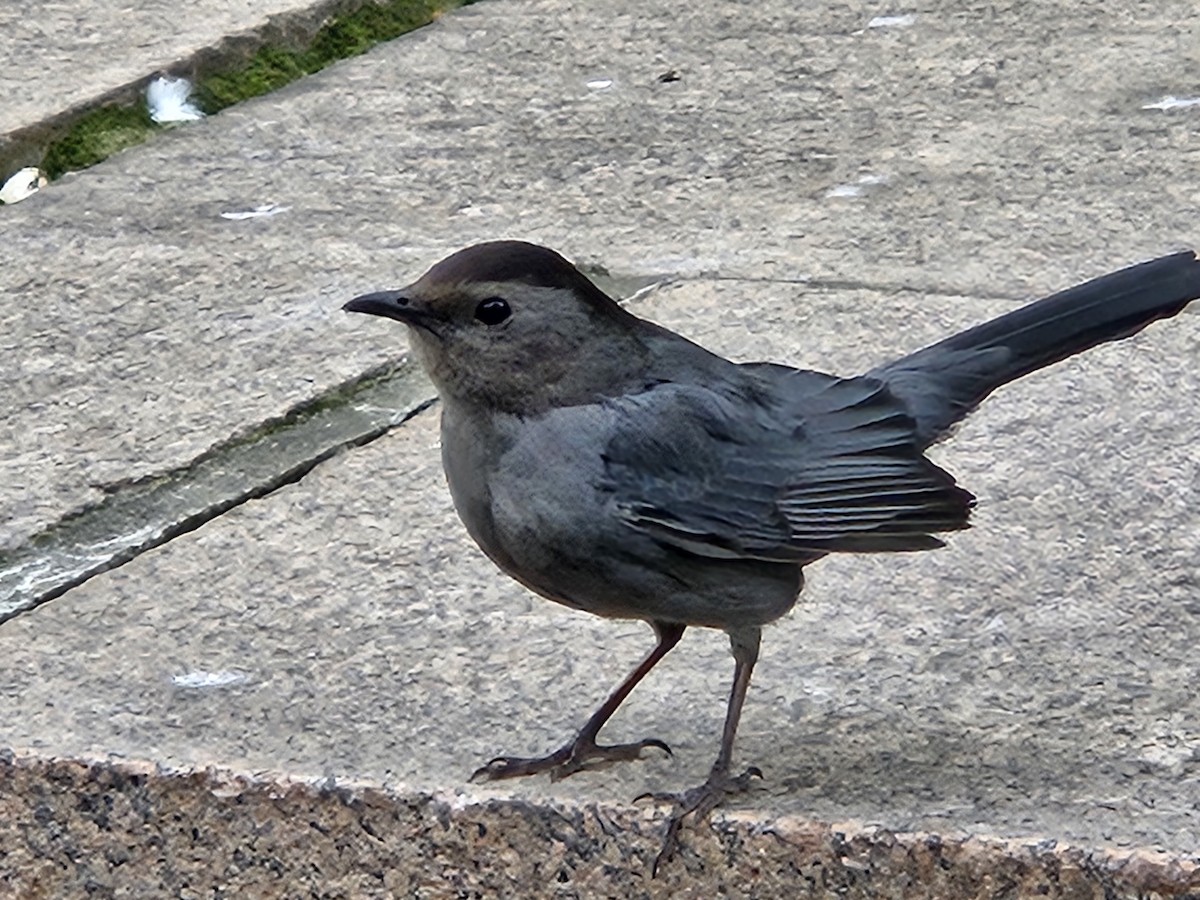 Pájaro Gato Gris - ML620743209