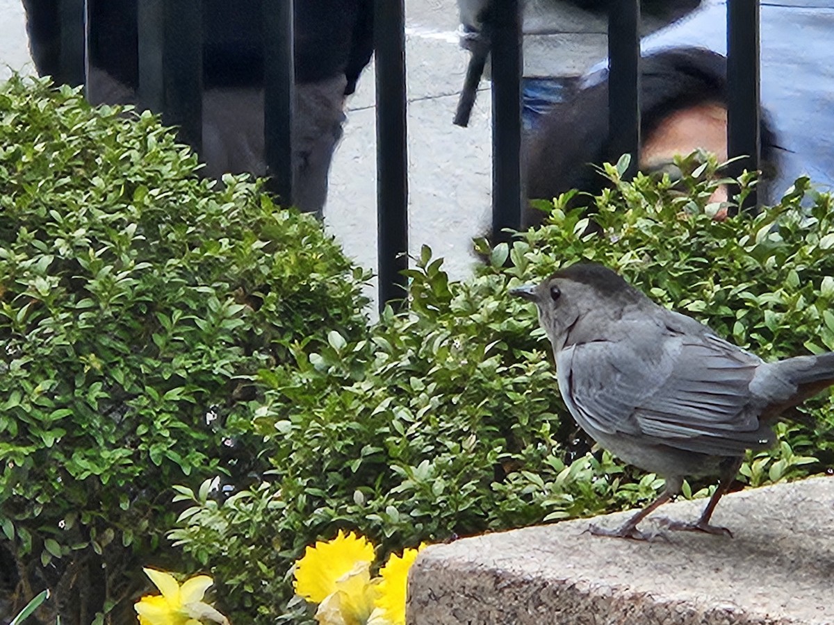 Gray Catbird - Matt Chilton