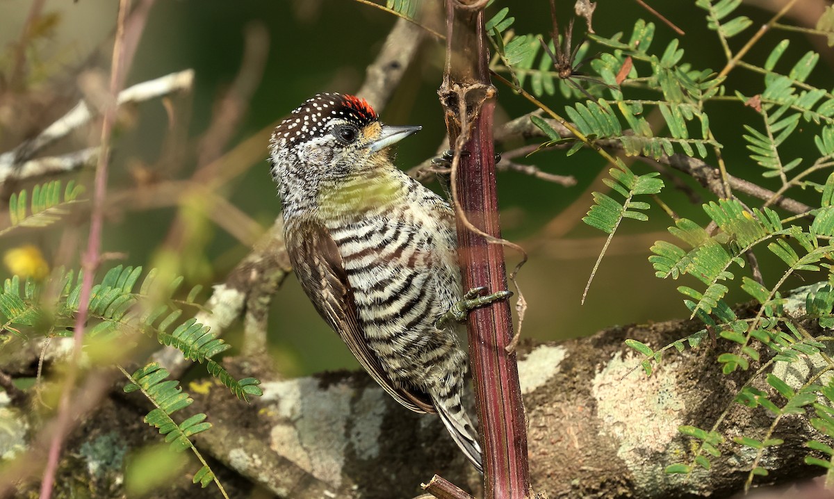 White-barred Piculet - ML620743213