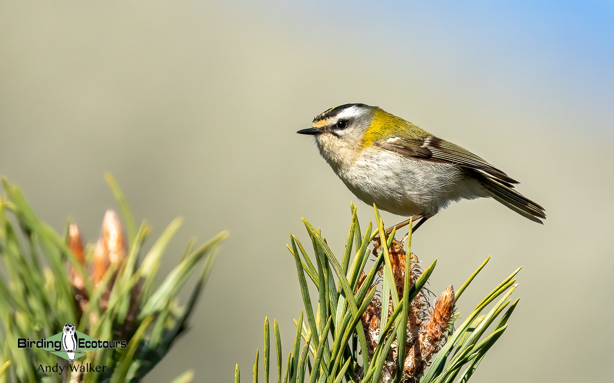 Common Firecrest - ML620743216