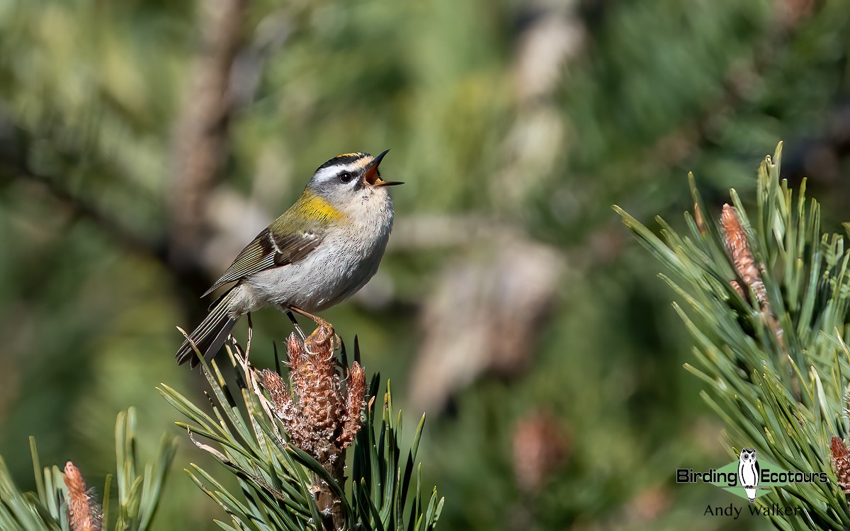 Common Firecrest - ML620743217