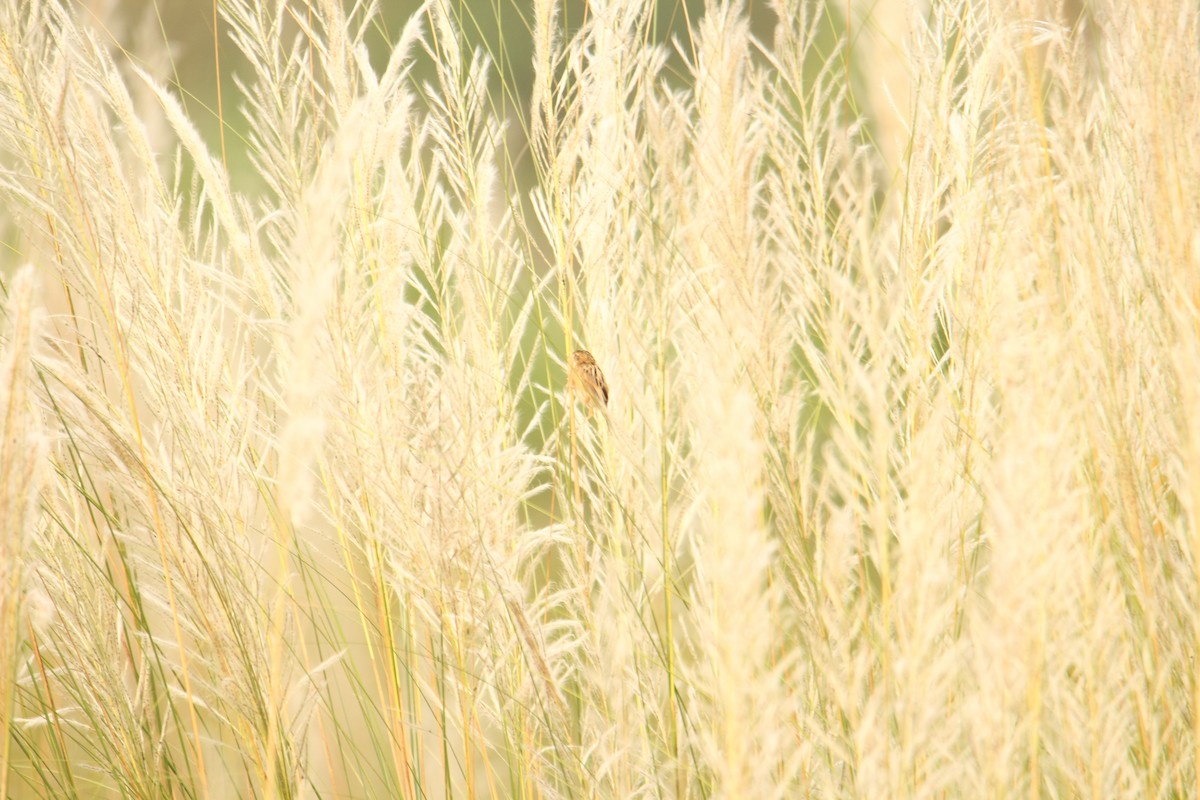 Zitting Cisticola - ML620743221