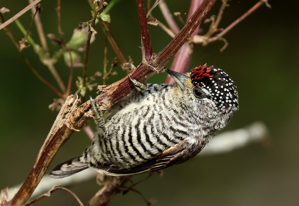 White-barred Piculet - ML620743222