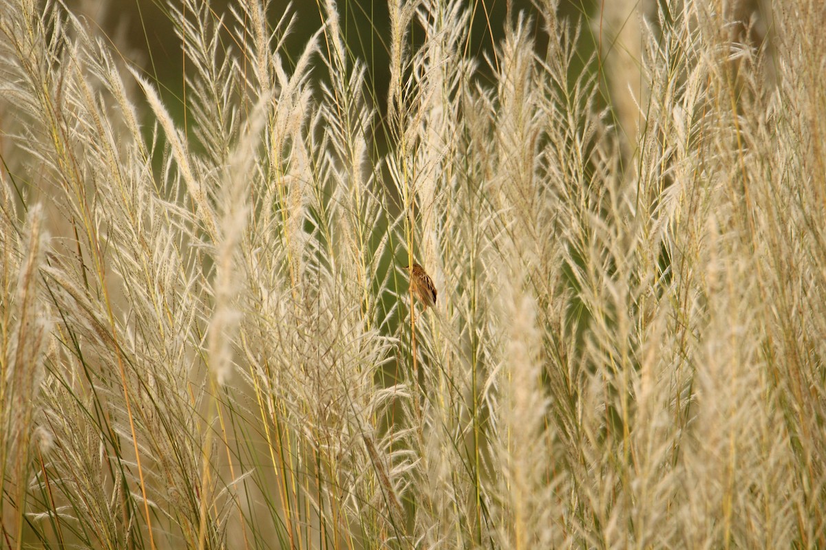 Zitting Cisticola - ML620743225