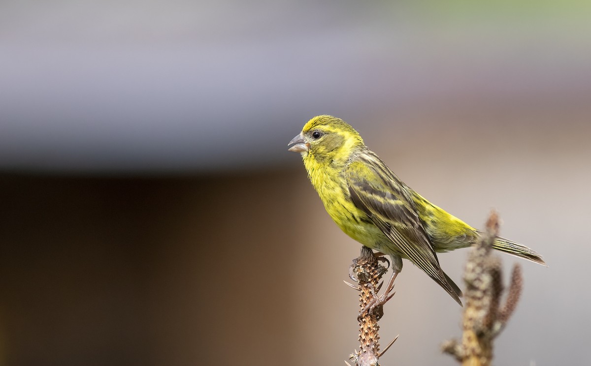 European Serin - ML620743227