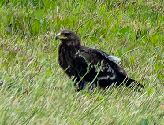 Águila Pomerana - ML620743228