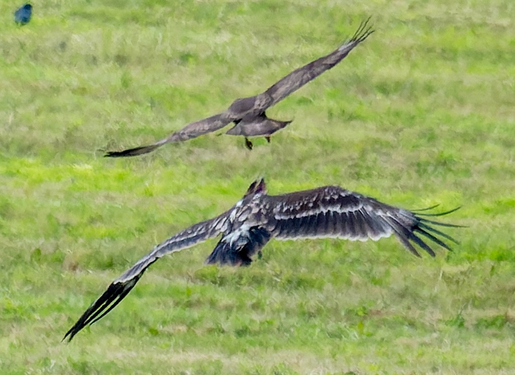 Lesser Spotted Eagle - ML620743229