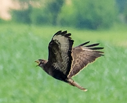 Common Buzzard - ML620743231