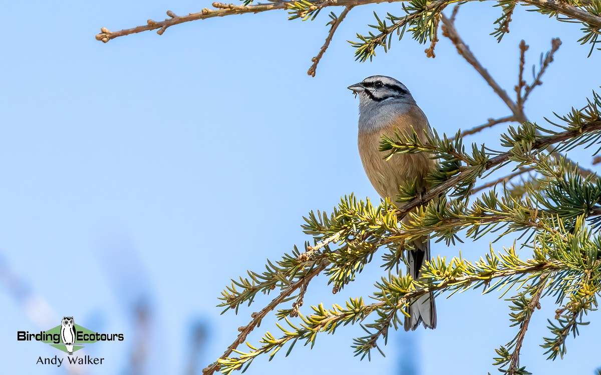 Rock Bunting - ML620743232