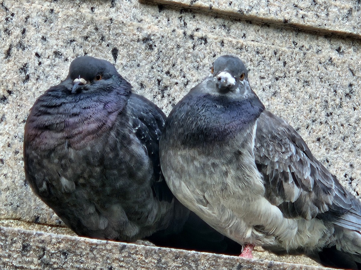 Rock Pigeon (Feral Pigeon) - ML620743235