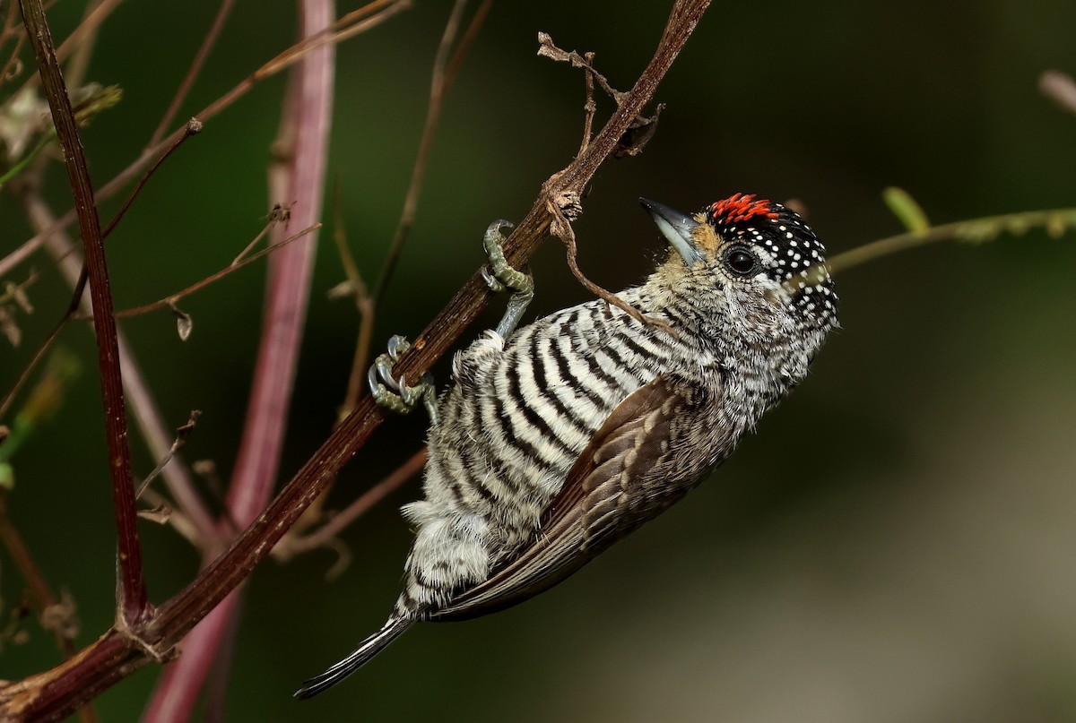 White-barred Piculet - ML620743236