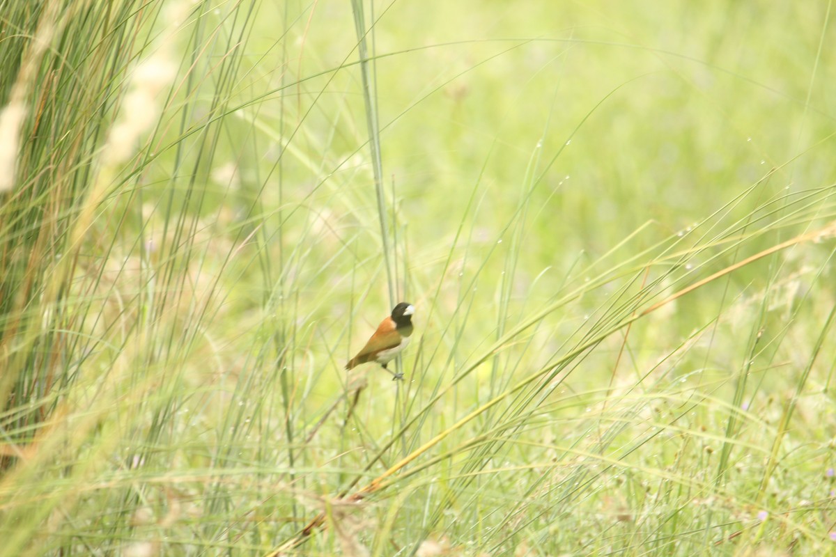 Tricolored Munia - ML620743237