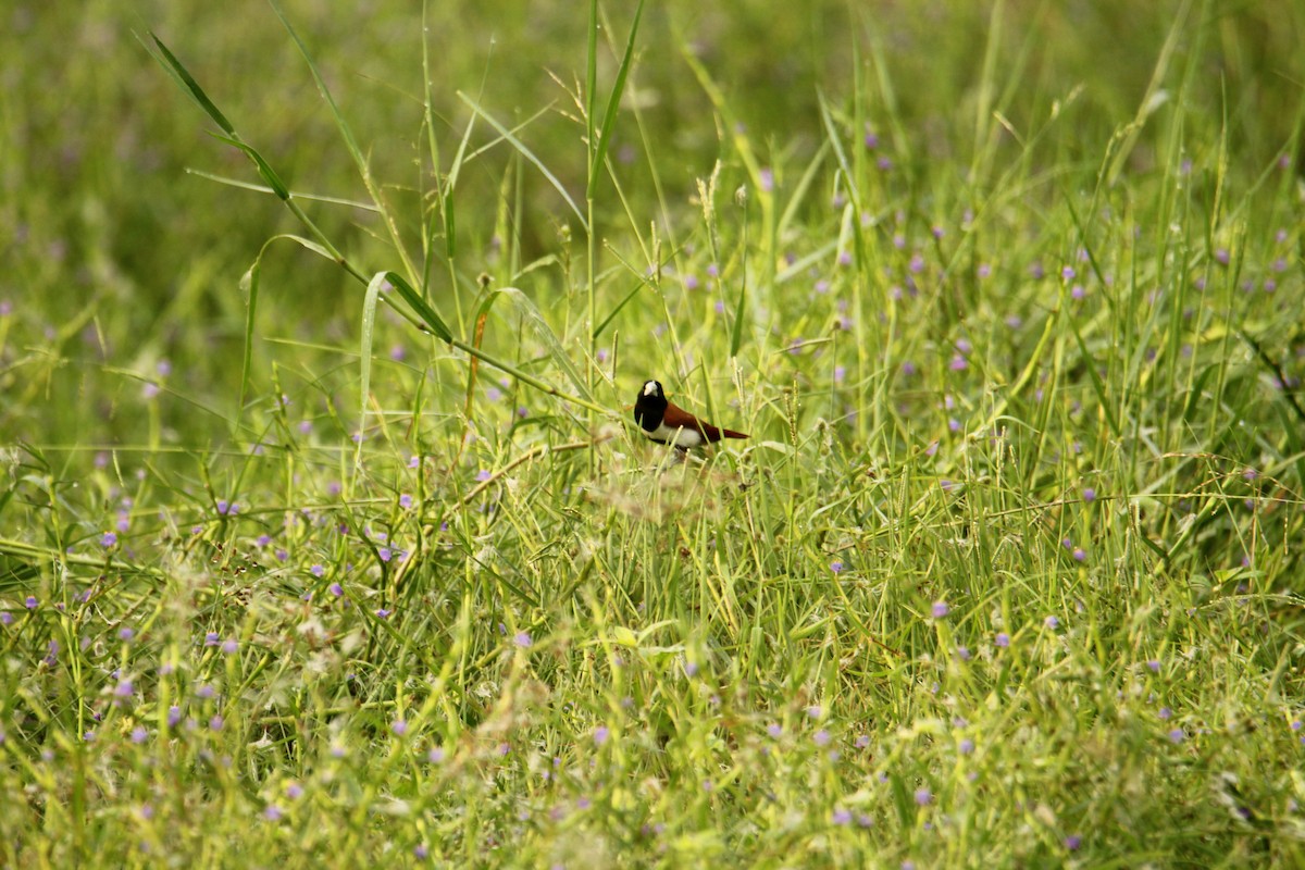 Tricolored Munia - ML620743239