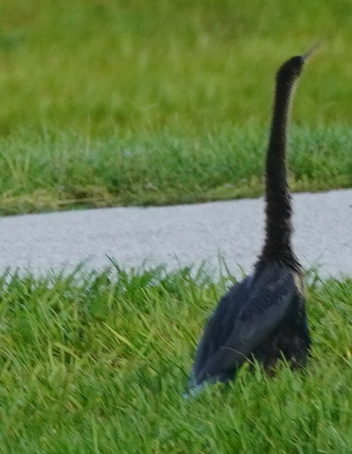 Anhinga Americana - ML620743241