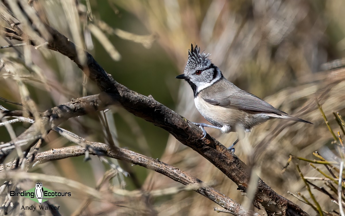 Crested Tit - ML620743246
