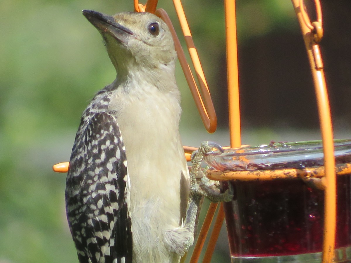 Golden-fronted Woodpecker - ML620743249