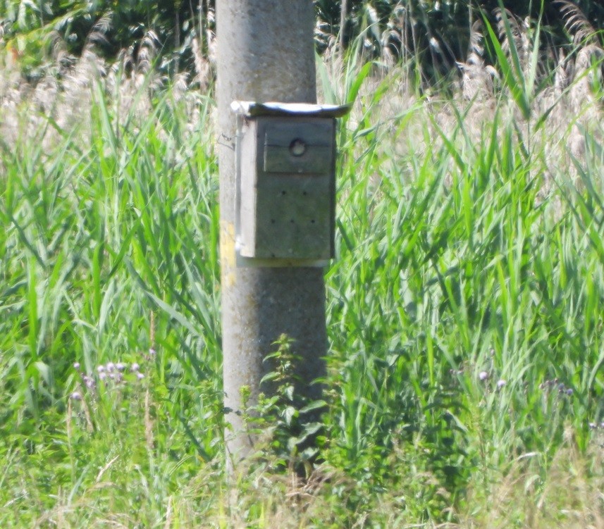 Eurasian Tree Sparrow - ML620743251