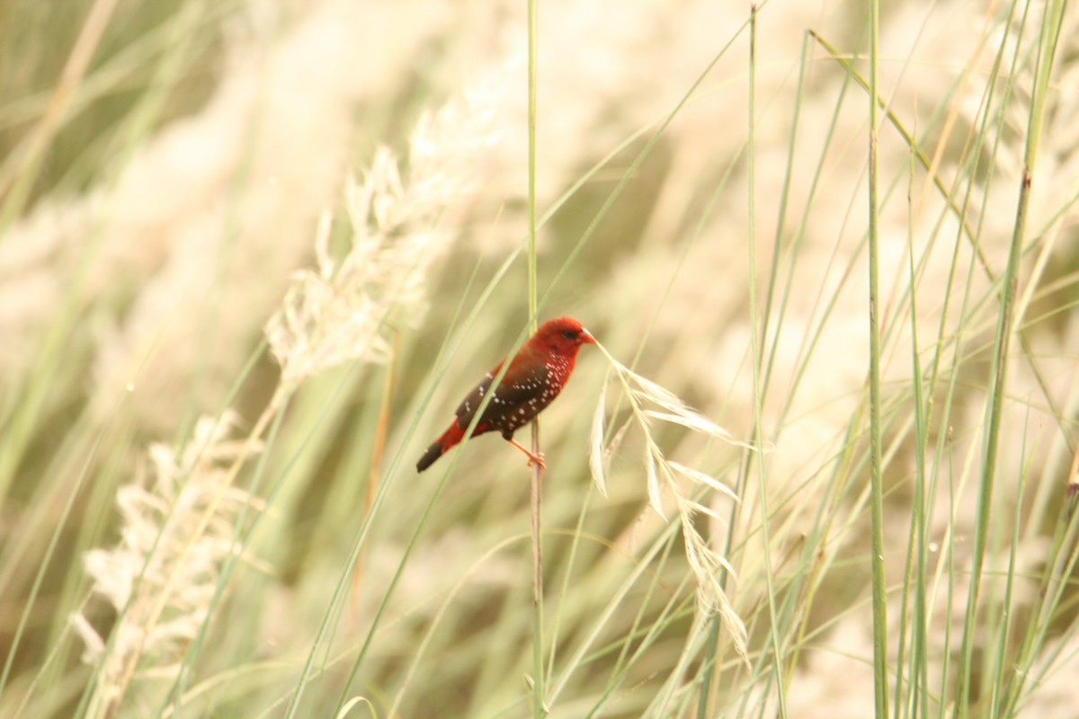 Bengalí Rojo - ML620743259