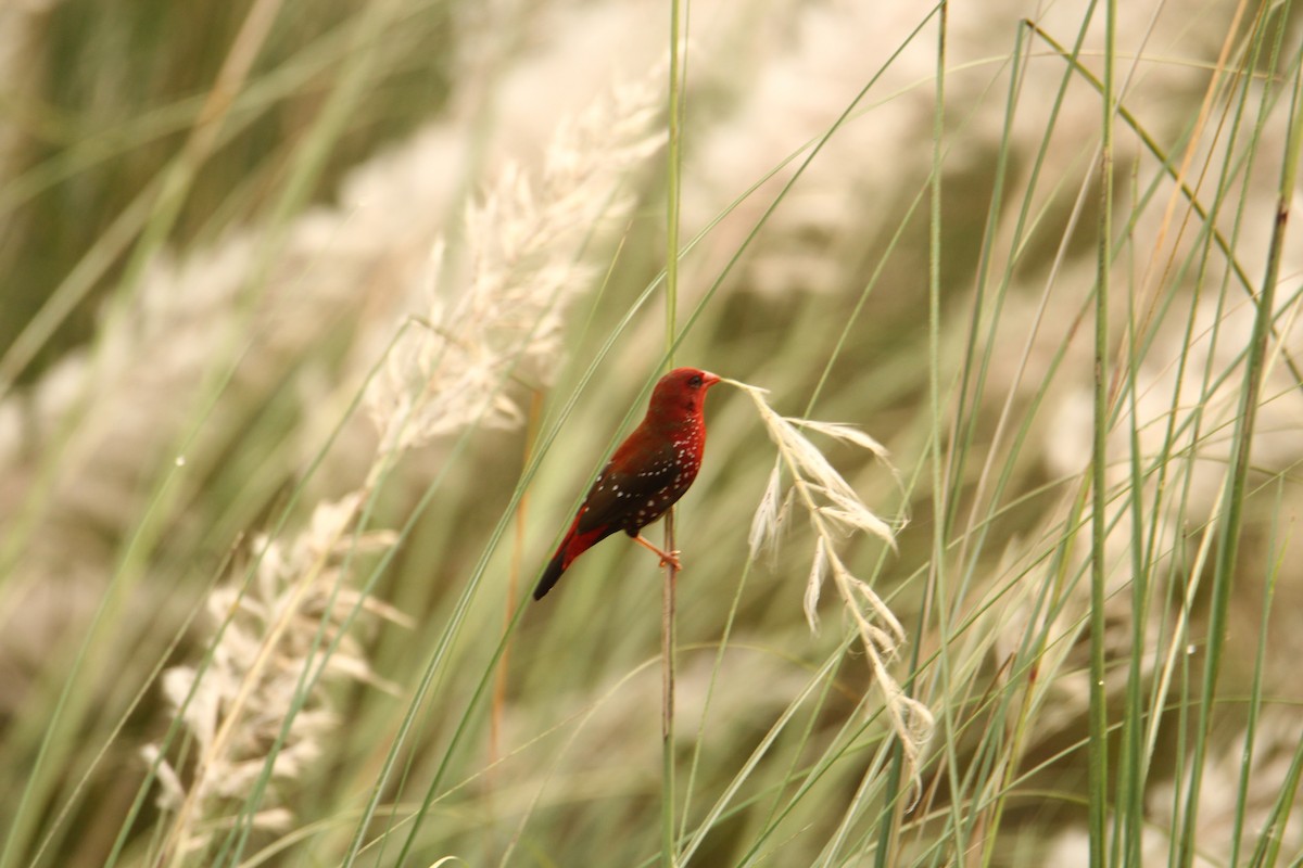 Bengalí Rojo - ML620743261