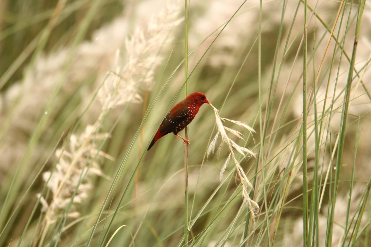 Bengalí Rojo - ML620743262