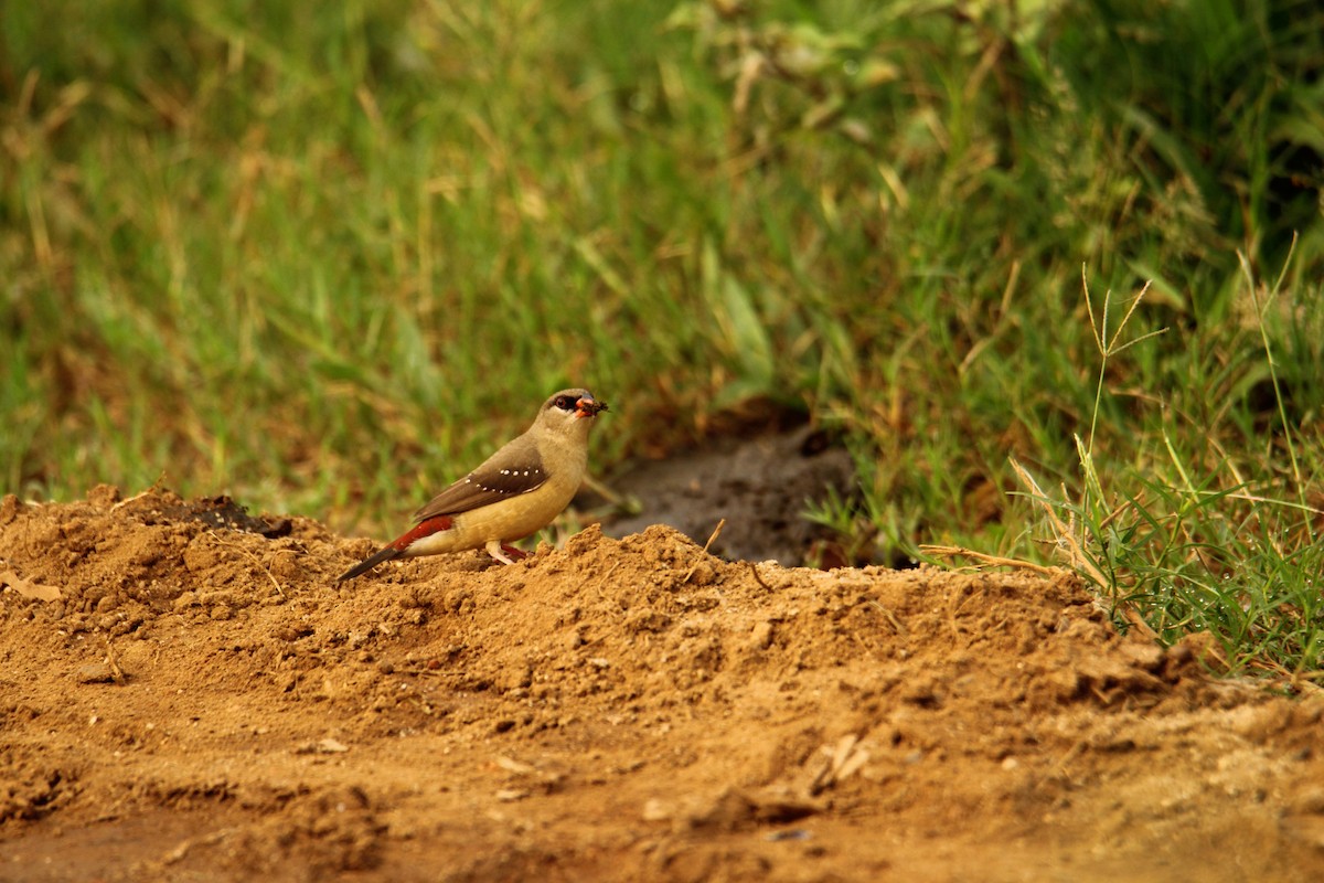 Red Avadavat - ML620743272