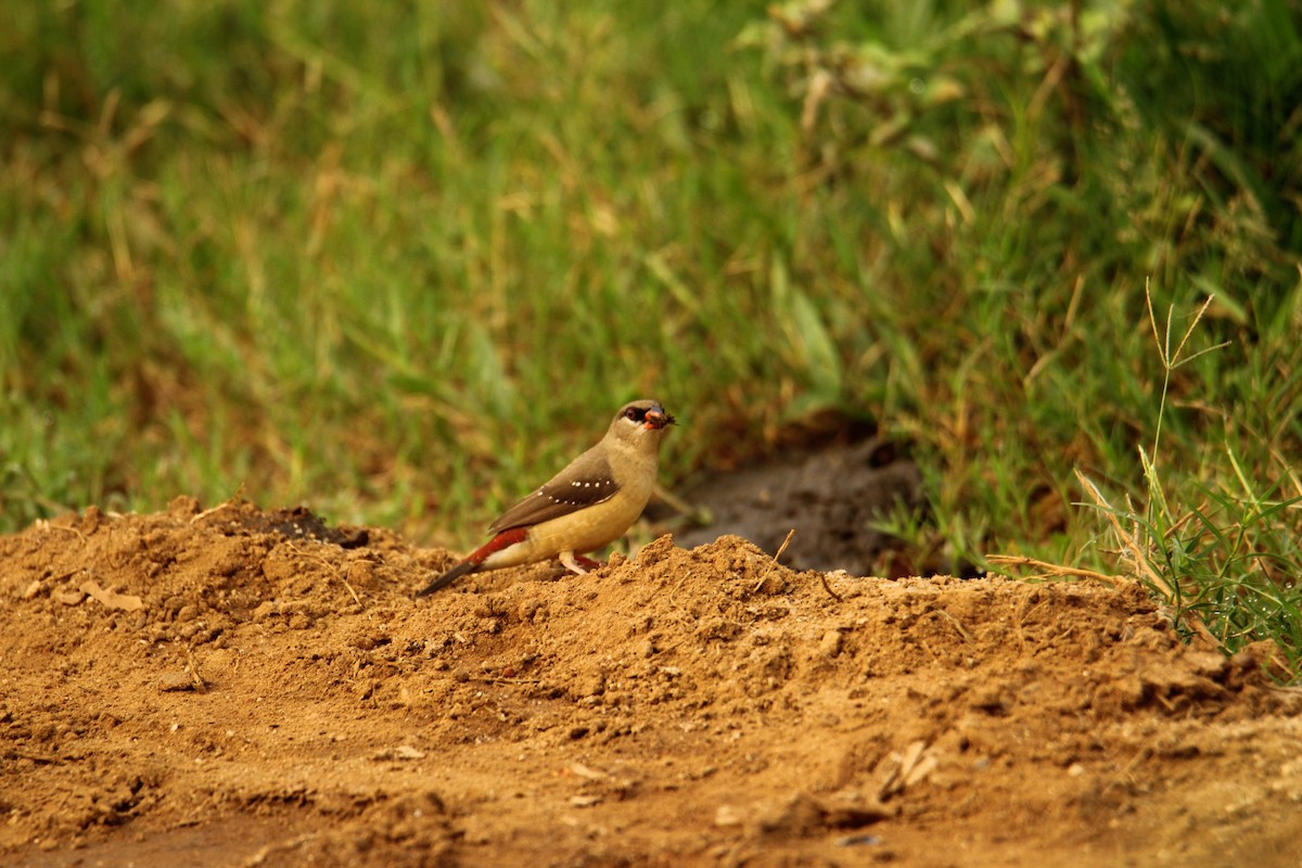 Red Avadavat - ML620743273